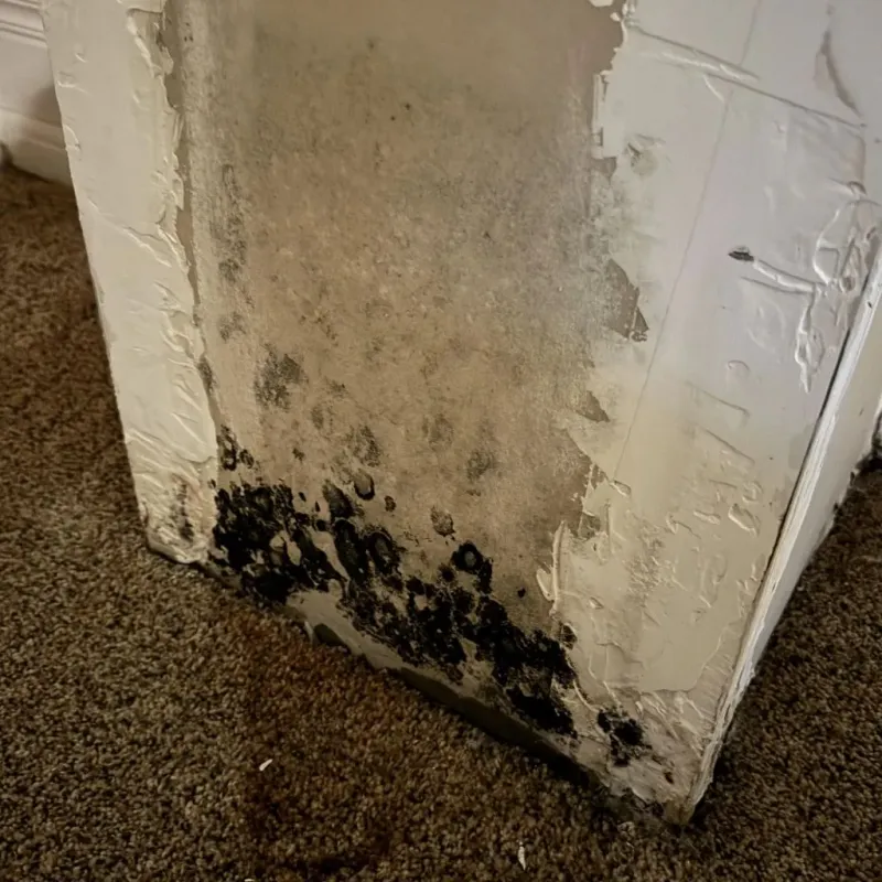Professional Mold Removal in Smithton, IL